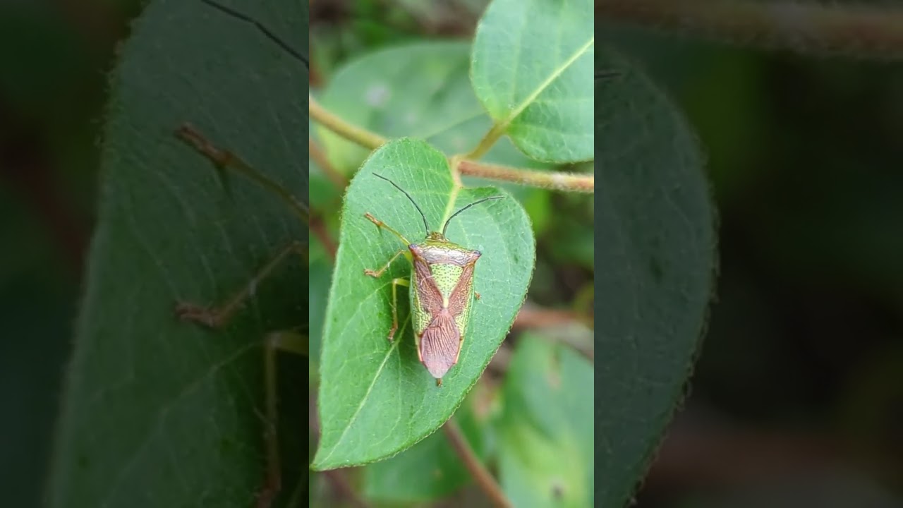 A Hawthorn Shield Bug (