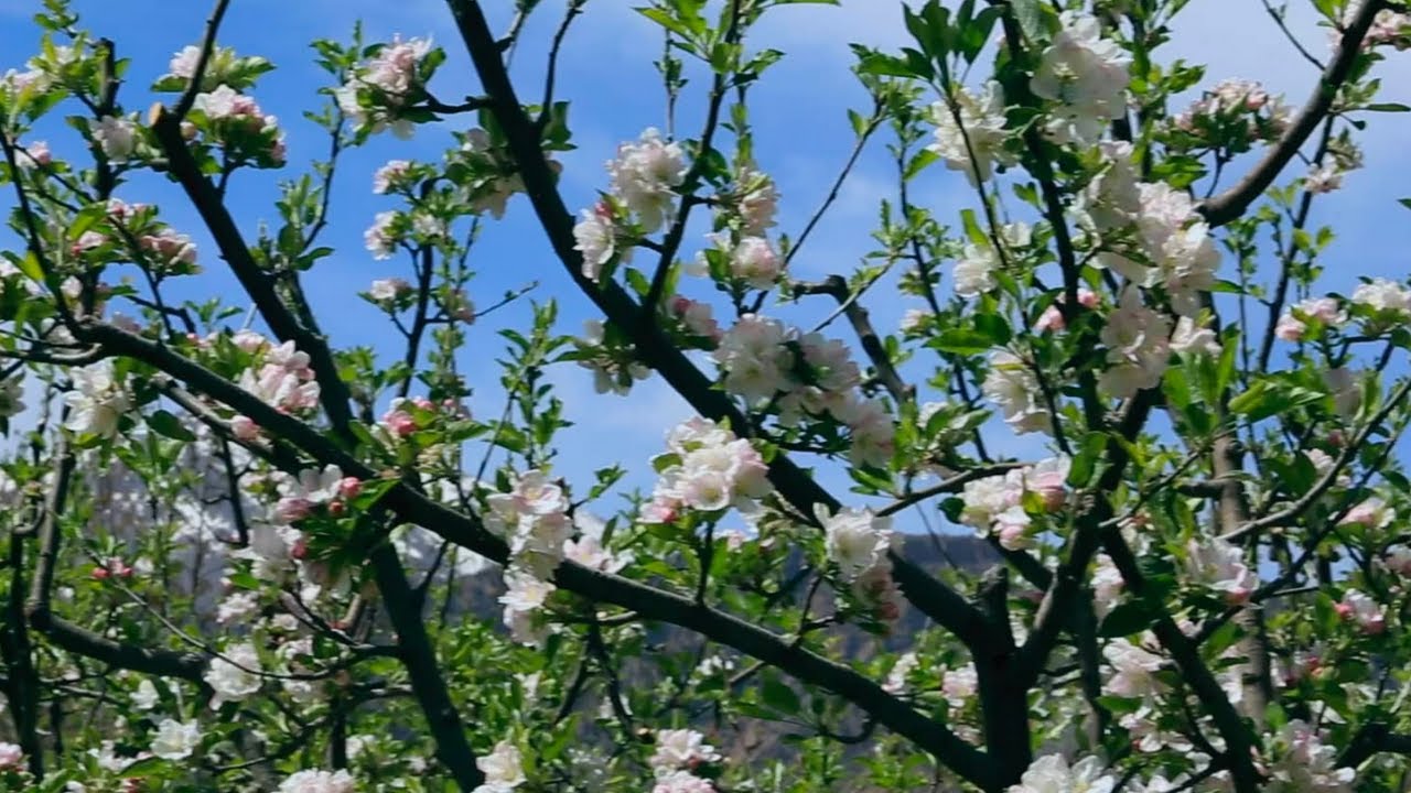 THROUGH THE BLOOMING VALLEYS - 7 MIN
