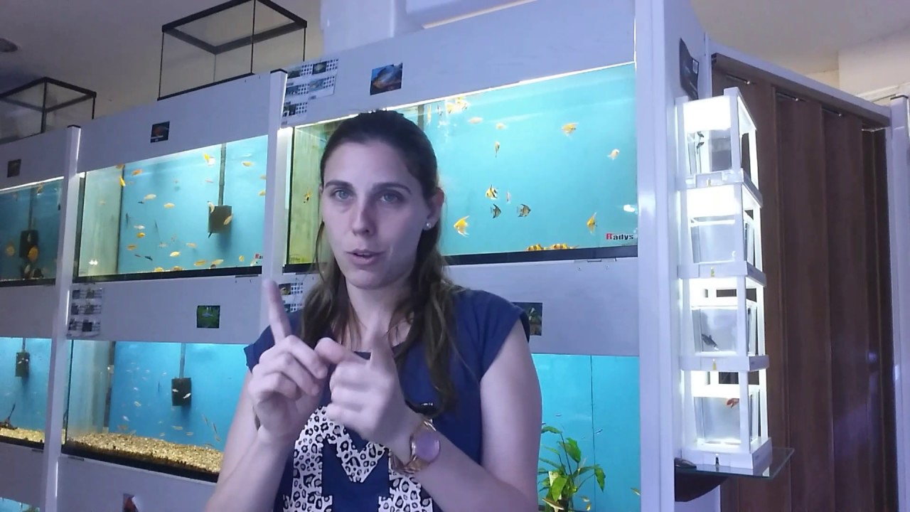 Faty Zoo como erradicar  la plagas de caracoles en el acuario