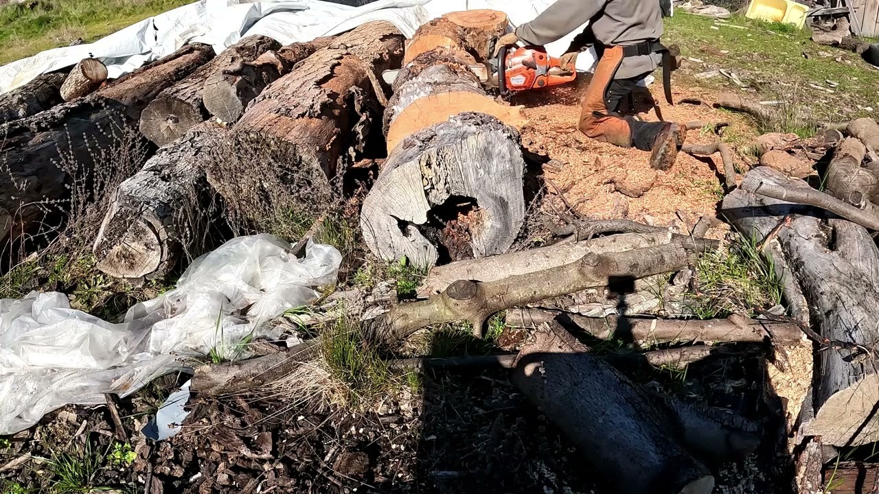 HUSQAVARNA 562XP MK1  | BUCKING SOME MADRONE