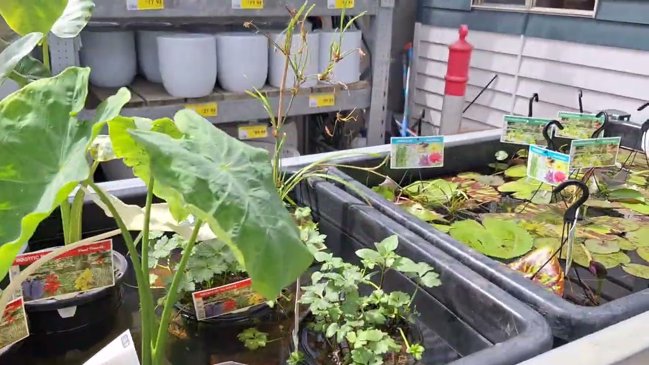 THE ORCHIDS ARE BLOOMING #orchids #shortvideo #youtube #everyone