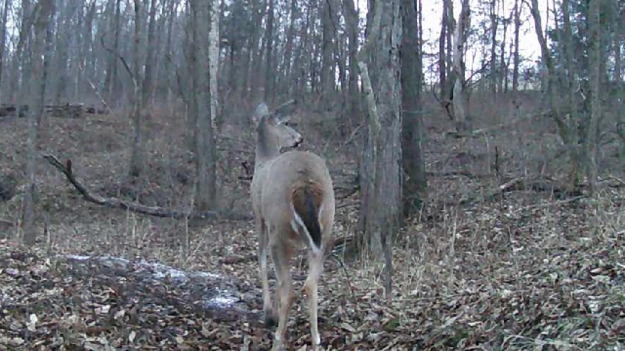 𐂂 Real Life Bambi #1773 𔑴 #asmr #deer #wildlife #forcats #fallasleep