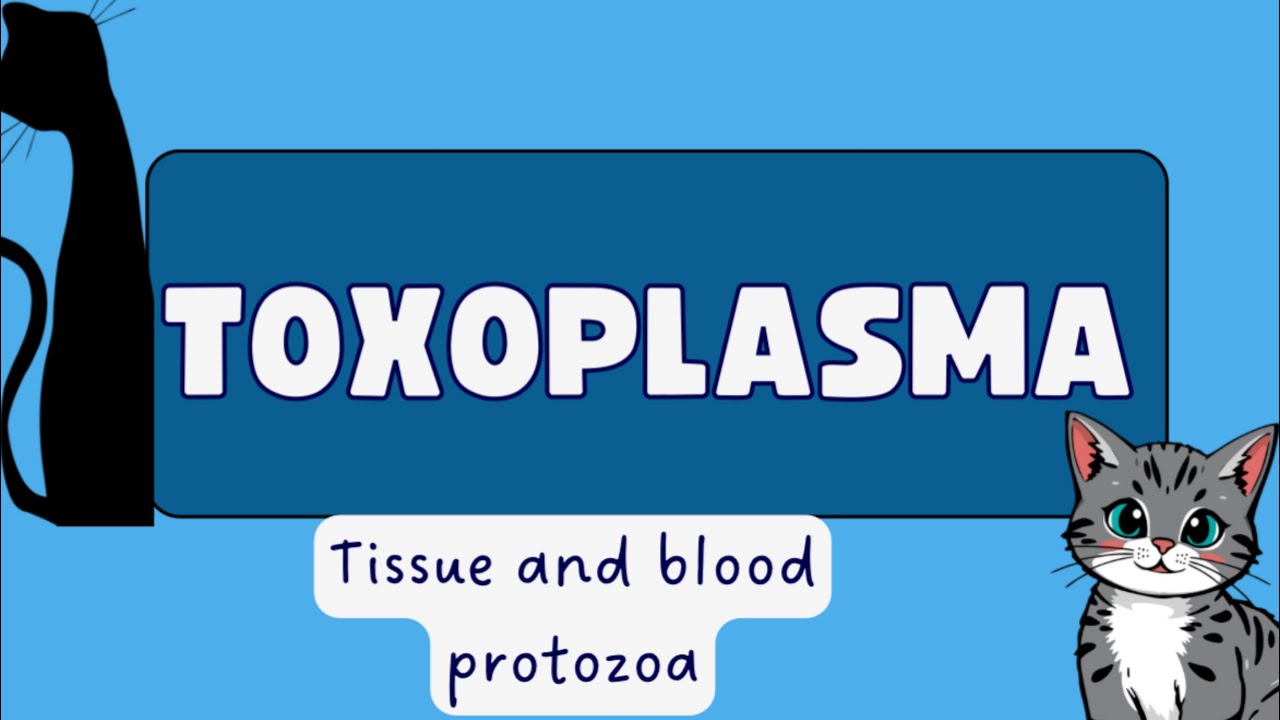 Toxoplasma || chapter 52 || parasitology || #toxoplasma #lifecycle #parasite 