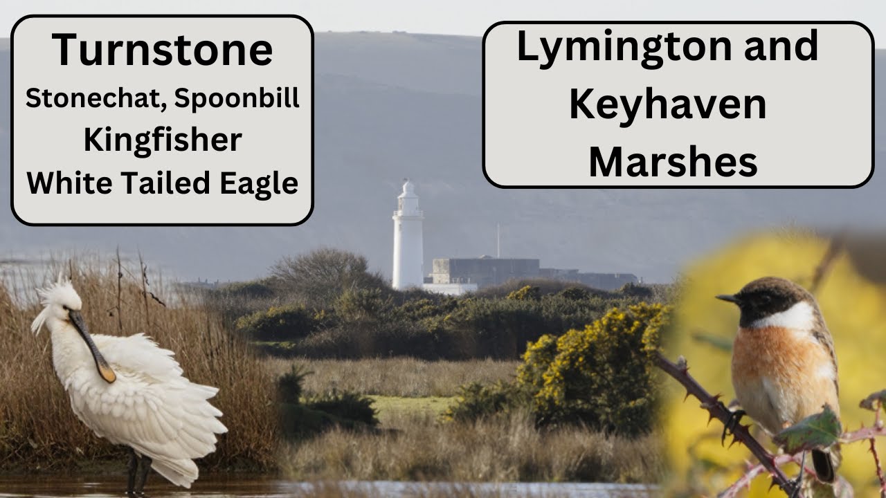 Lymington and Keyhaven Nature Reserve -
