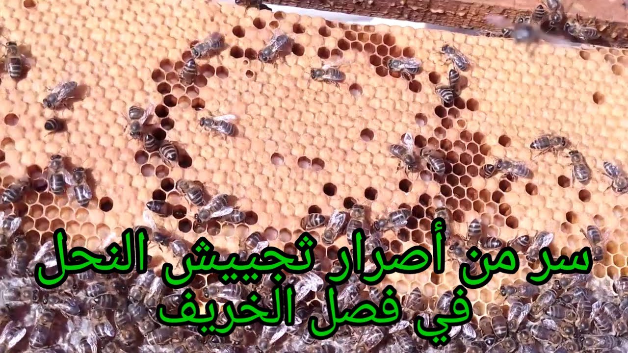 طريقة تجييش النحل  في  فصل الخريف/تجييش النحل بسرعة قياسية/ تربية النحل 2023