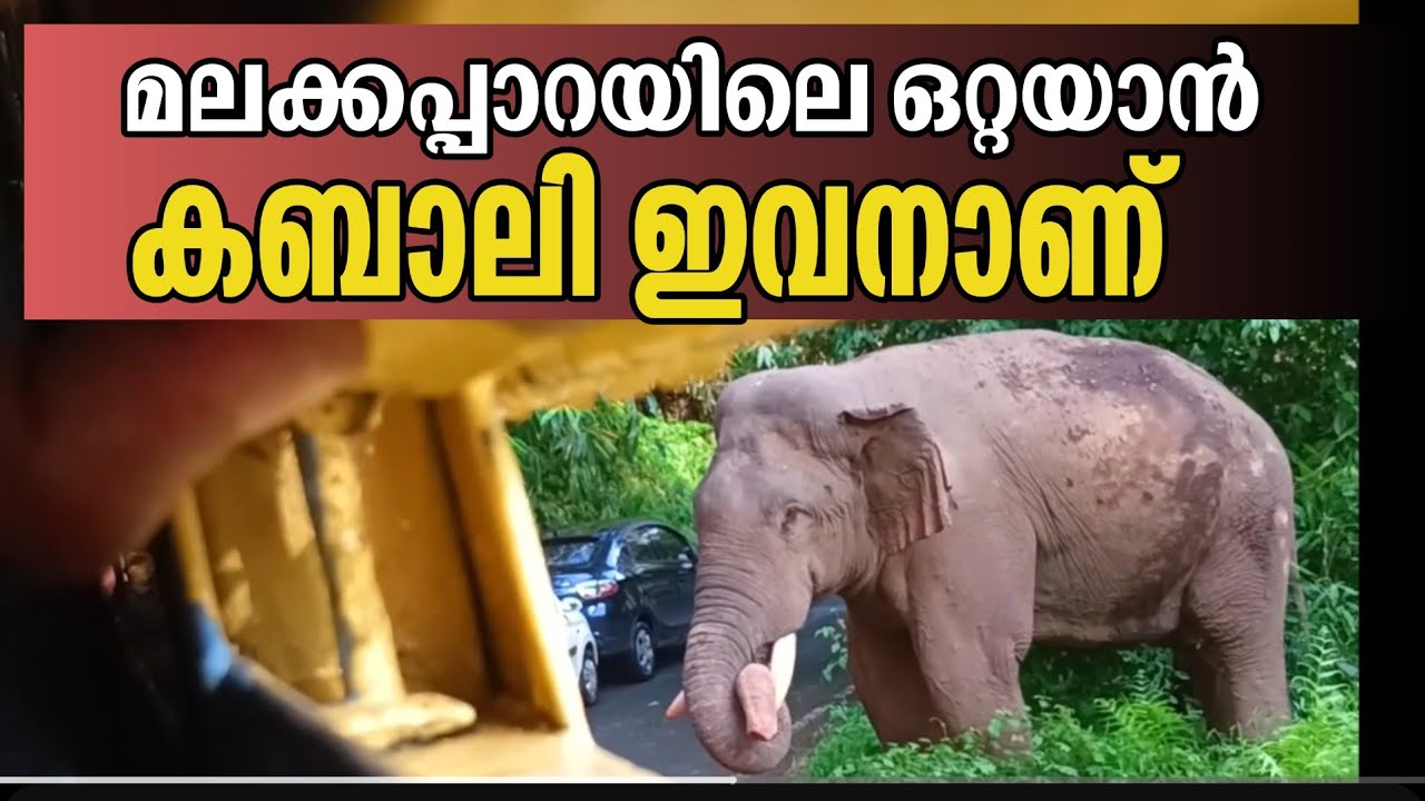 മലക്കപ്പാറയെ വിറപ്പിച്ച ഒറ്റയാൻ കബാലി | Kabali@Malakkappara |pazhanchans 