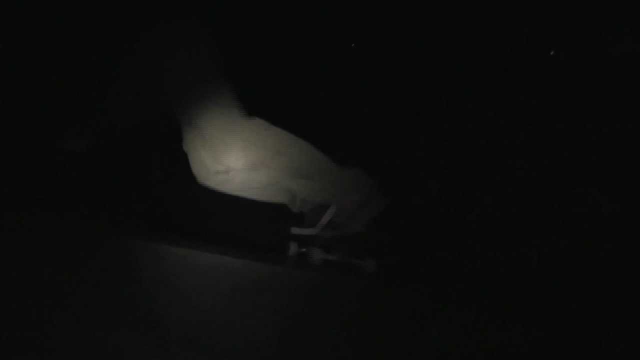 Oververt Afterdark