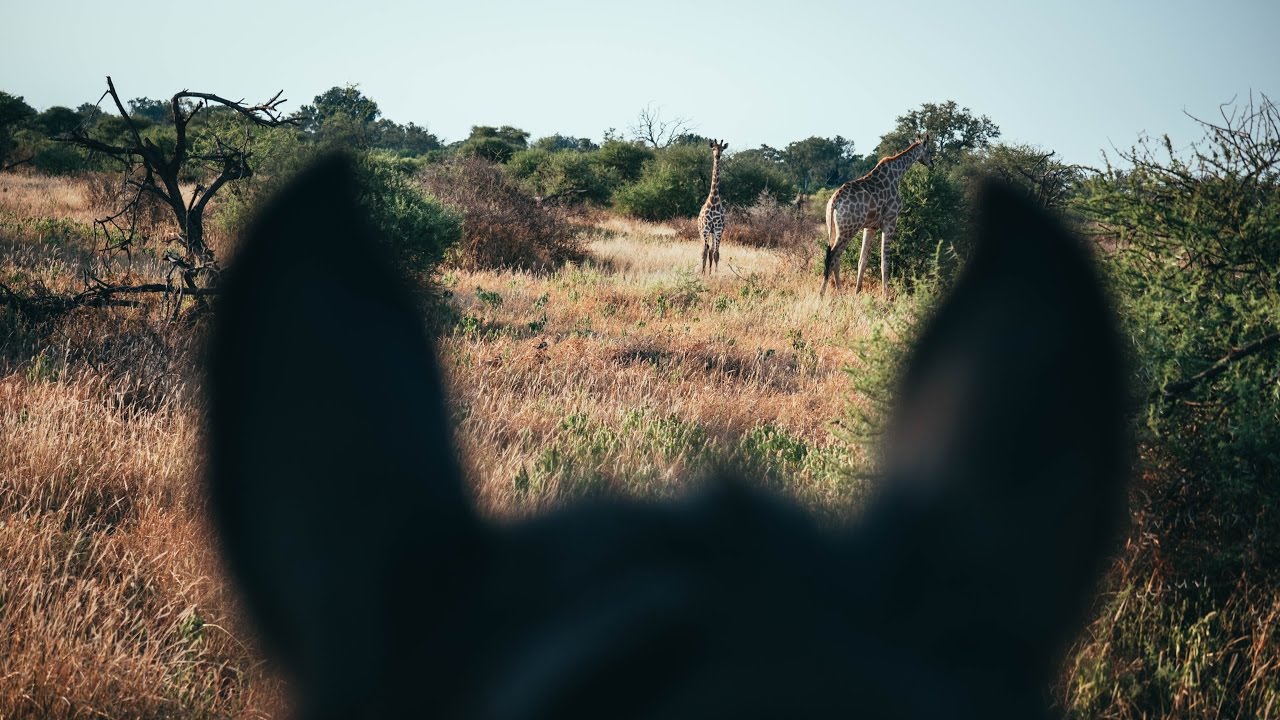 VLOG - Faire un safari à cheval au Botswana !