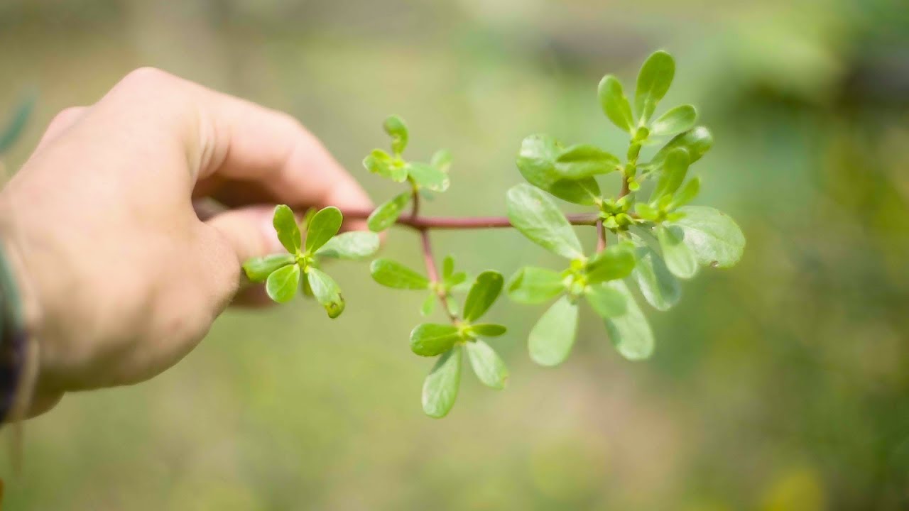 ACHTUNG! Definitiv KEIN Unkraut! SUPER GESUND! - PORTULAK
