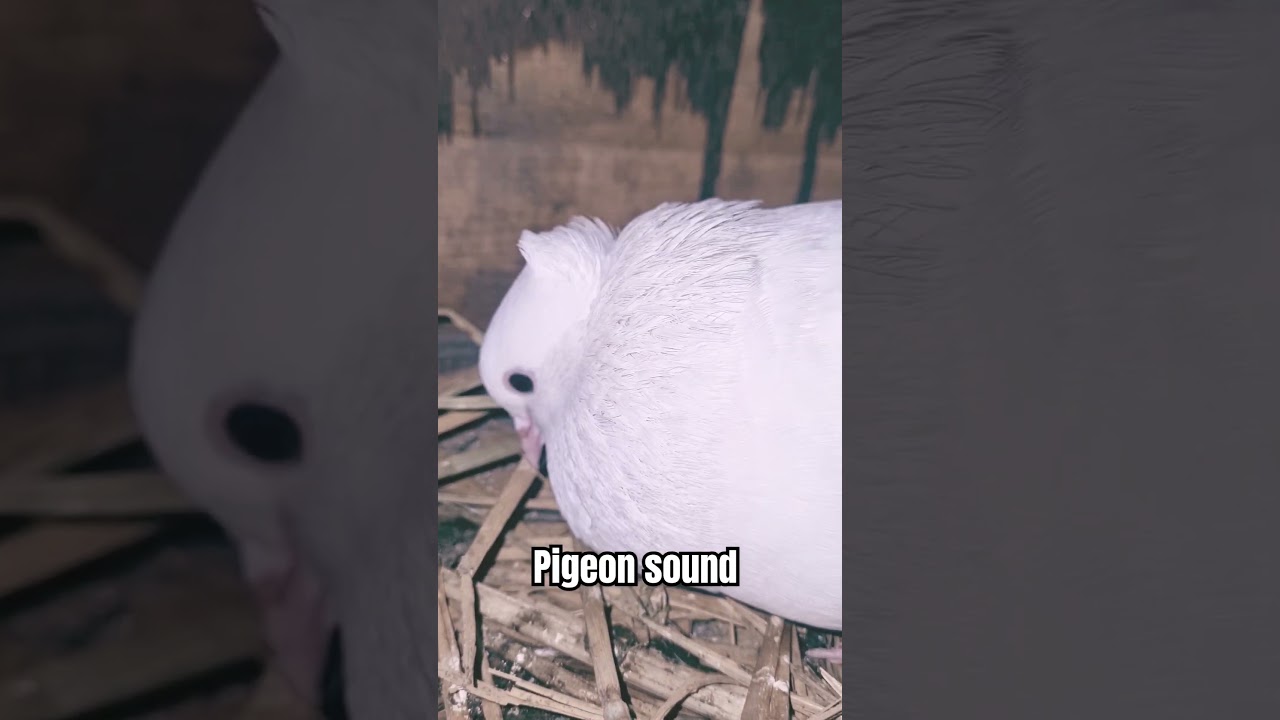Pigeon Call for Mating || Pigeon cooing sound #shorts