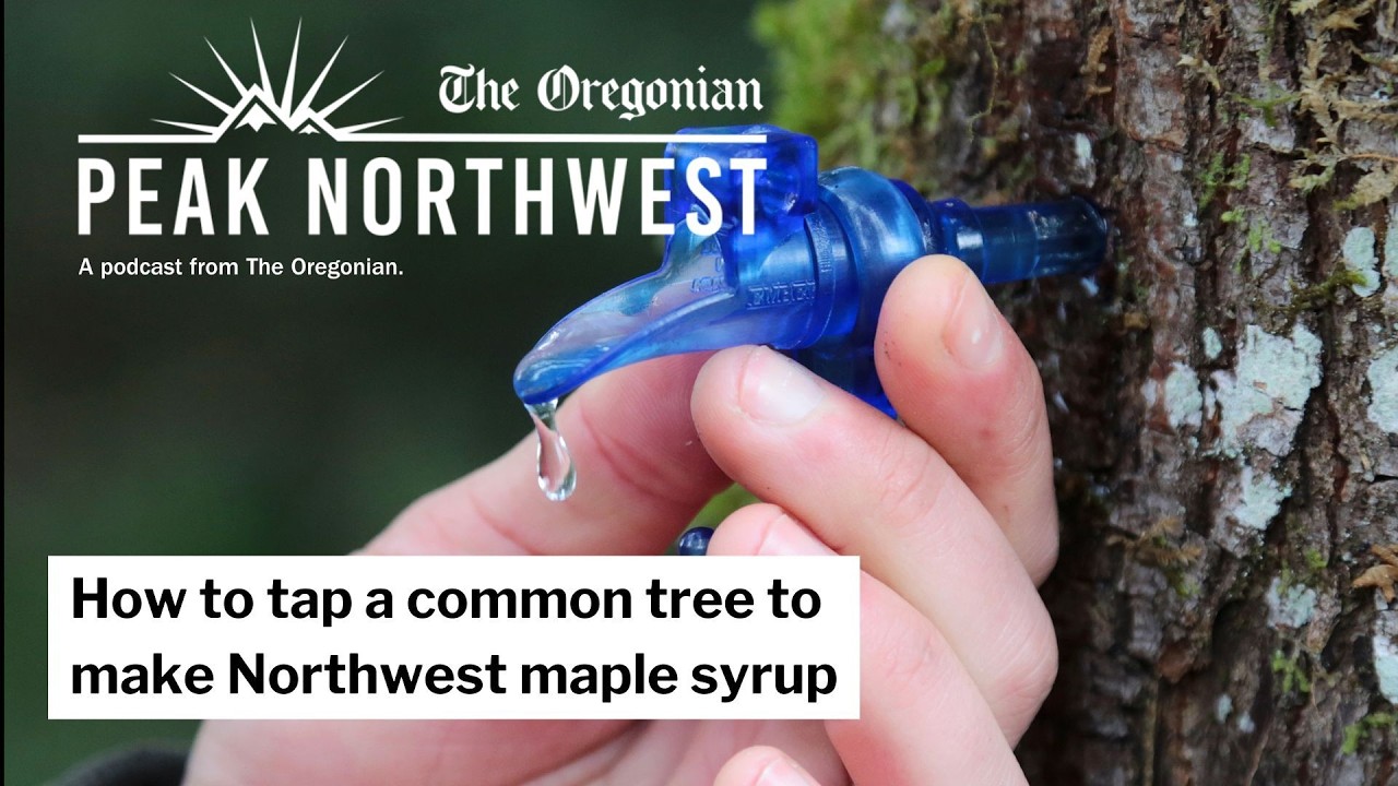 How to tap a common tree to make Northwest maple syrup