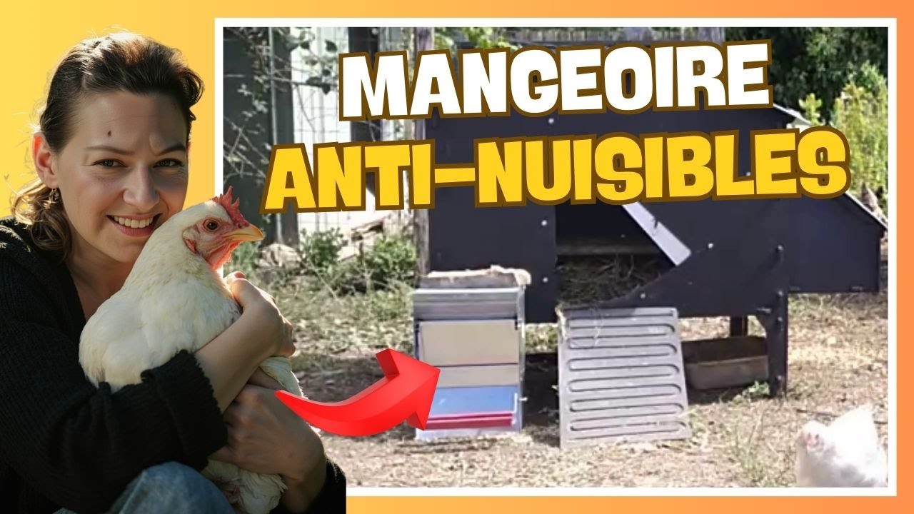 👩‍🌾 Mangeoire pour poules anti-gaspi anti-nuisibles