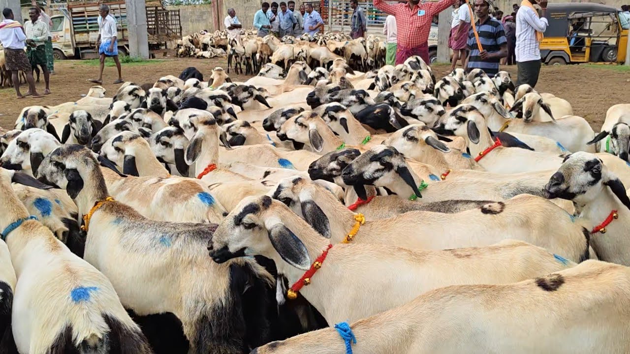 గూడూరు గొర్రెల సంత లో గొర్రెల ధరలు 29 8 205  sheep market Today #sheep #market alikhankrk