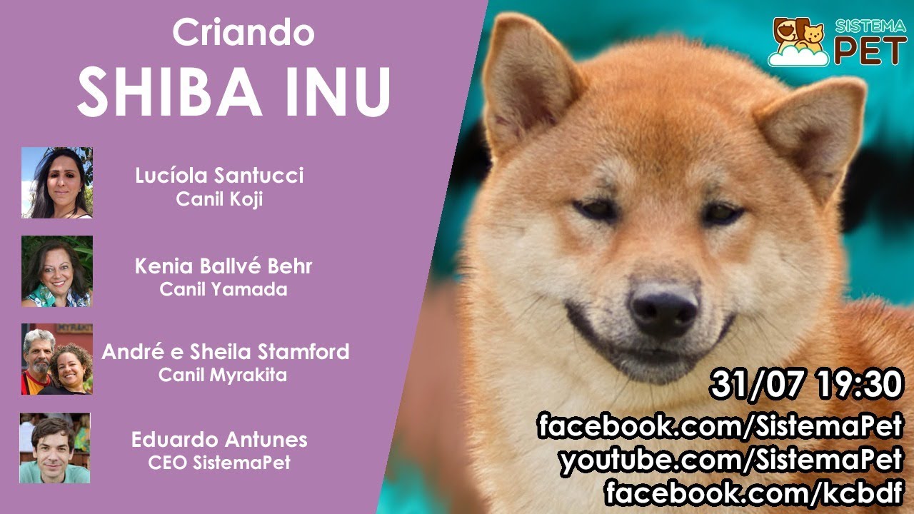 Criando Shiba Inu
