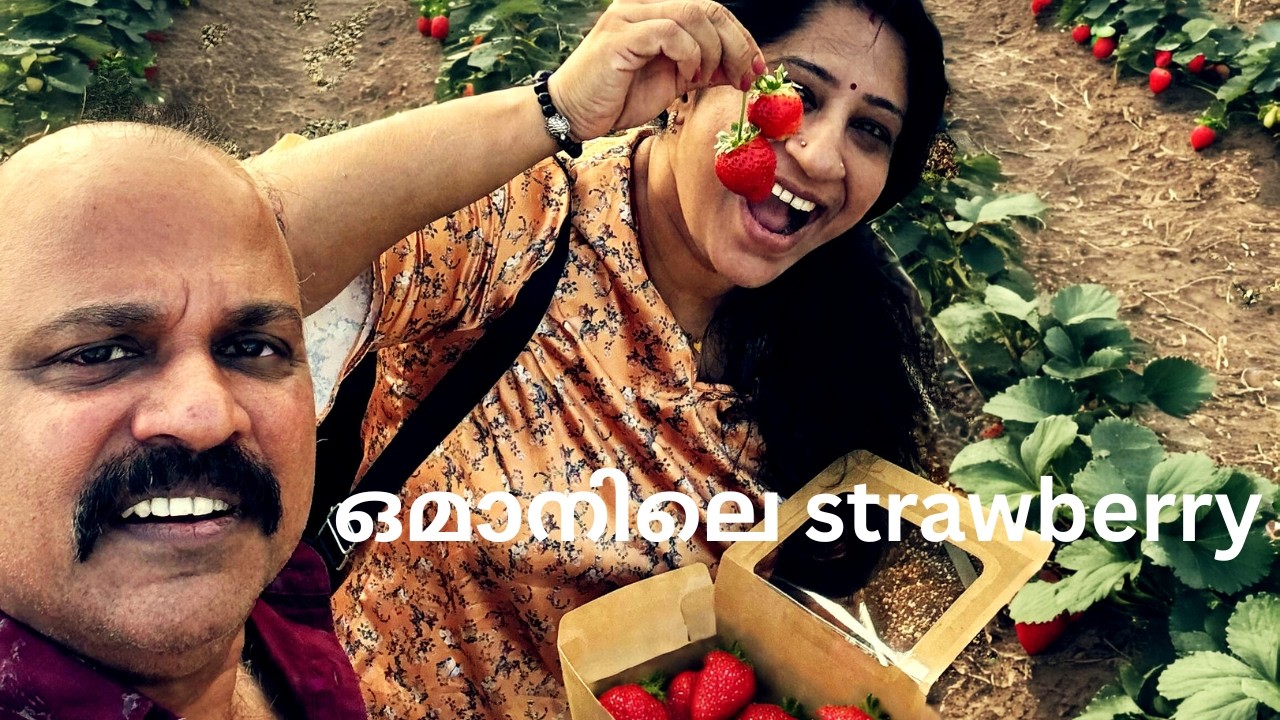 ഒമാനിലെ strawberry ഗാർഡൻ || Strawberry Garden In Oman