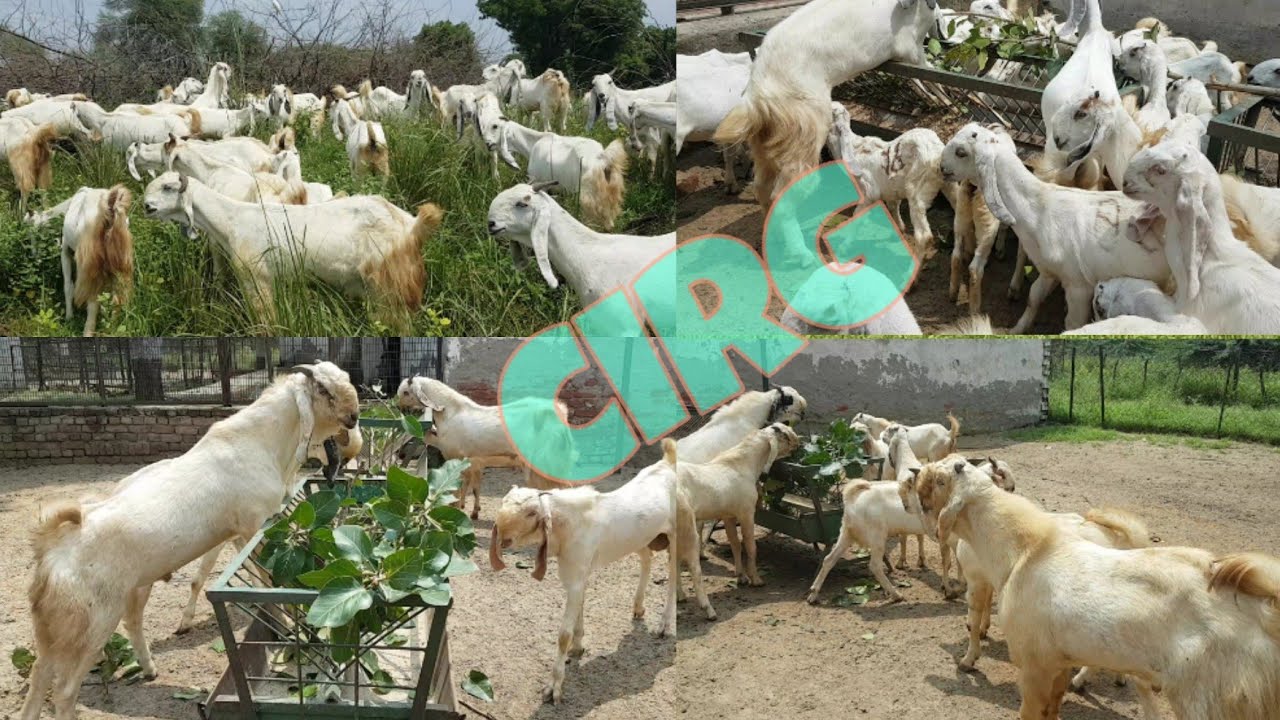 CIRG - Jumnapari Quality Goats.