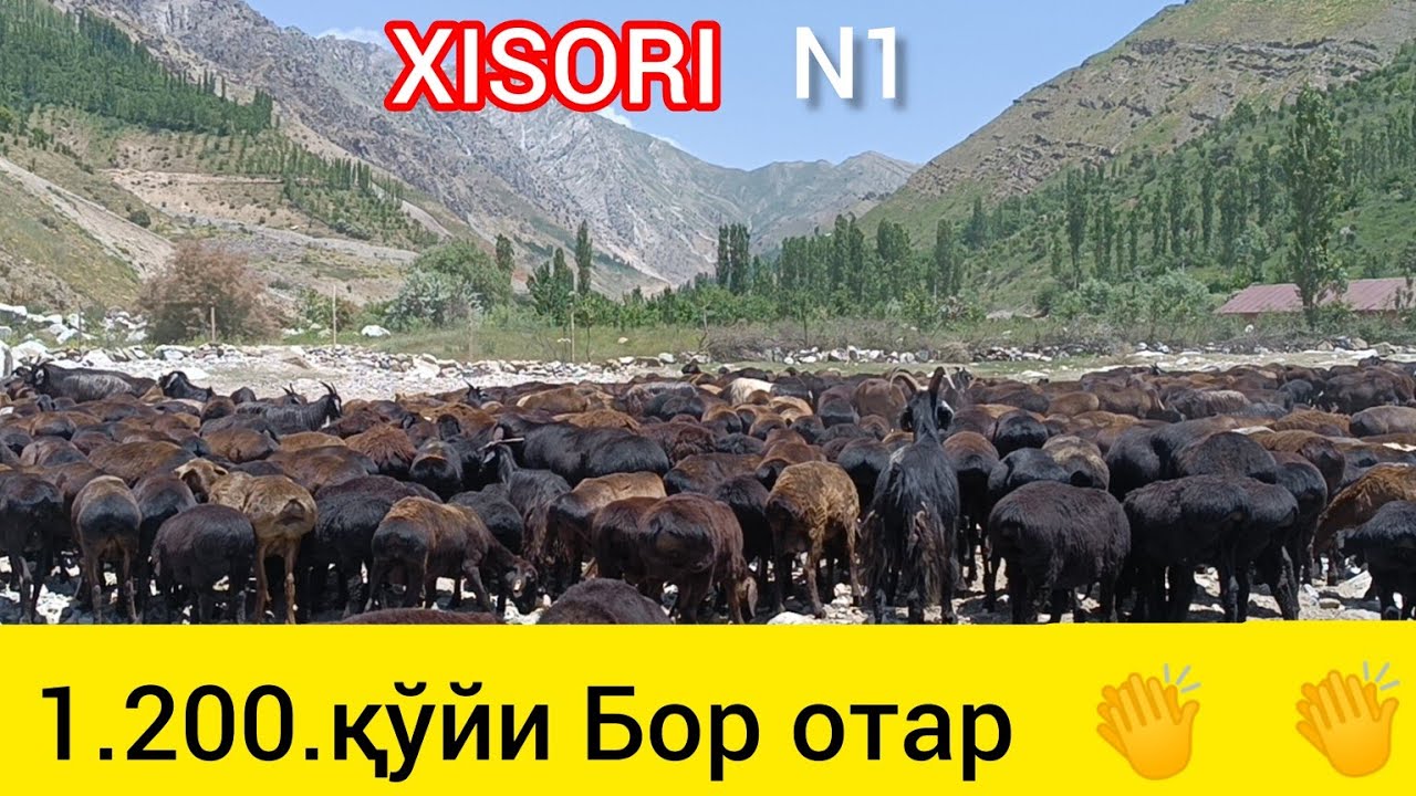 СУРХАНДАРЁ САРИОСИЁ ОТАРИДАН БАРАКАЛИ ХИСОРИ ҚЎЙЛАРИ N1