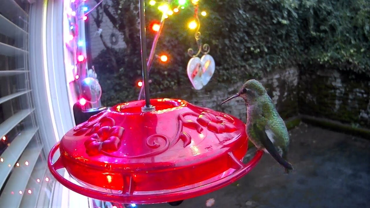 Lil Miss last to roost! #birds #Annashummingbird 