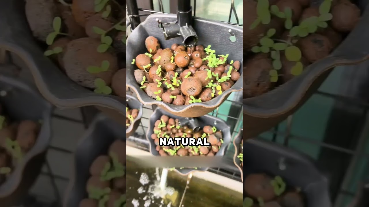 Genius Balcony Aquaponics: выращивайте овощи и разводите рыбу в одной системе!