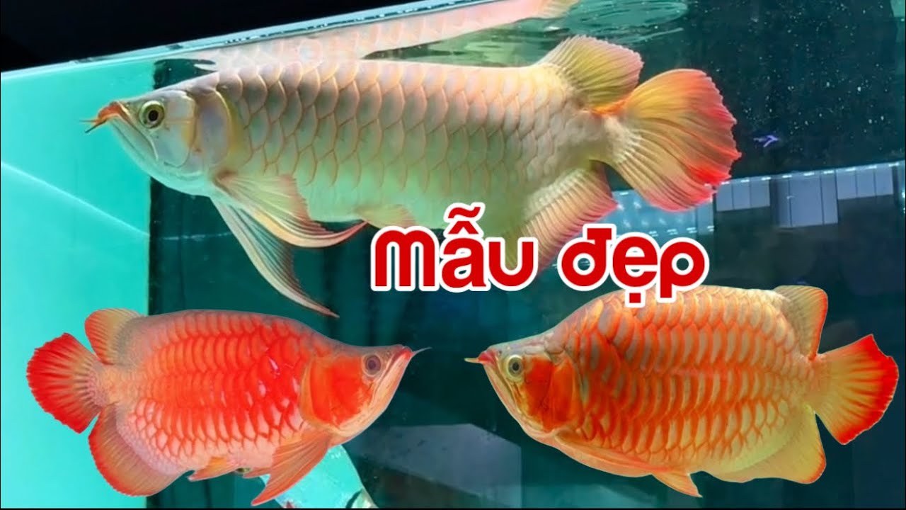 Những mẫu Cá Rồng Huyết Long Mới - Siêu Đuôi Càng Và King Shorts Đẹp - Cá Rồng Truyền Trần 