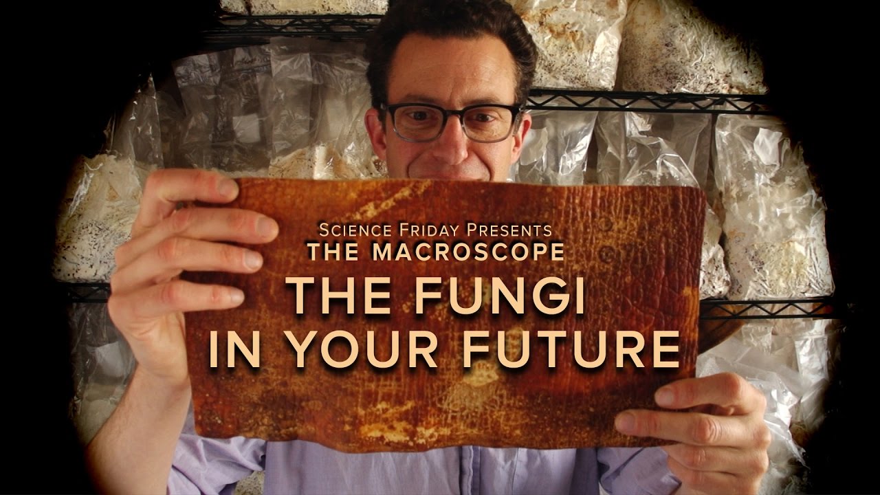 The Fungi in Your Future