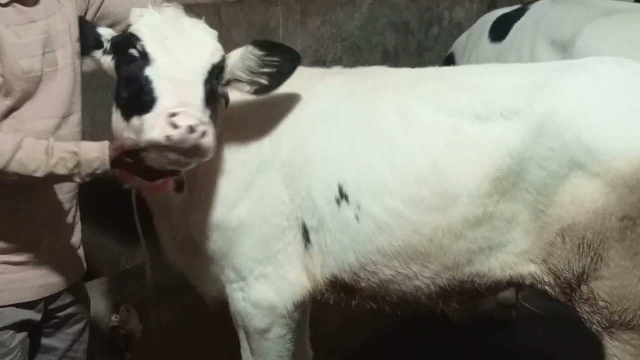 বিসমিল্লাহ এগ্রো বেহুলার বাসর ঘর মেড় হাট 