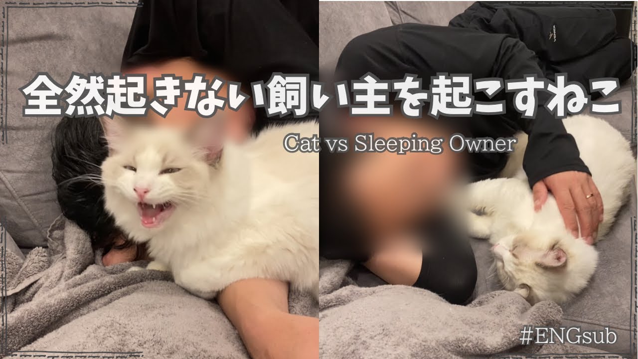 何をしても起きない飼い主vsたんちゃん【謎なラスト】【ENGsub】