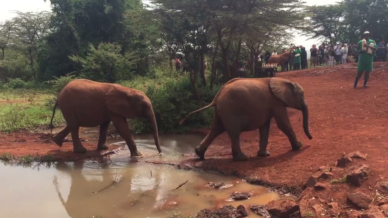 Elephants Feeding Time # 3 at the Sheldrick Center, Nairobi, Kenya.