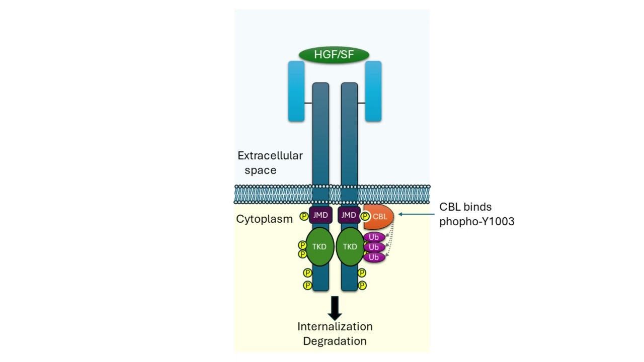 Mechanism of MET exon 14 skipping and Met receptor stability in lung cancer