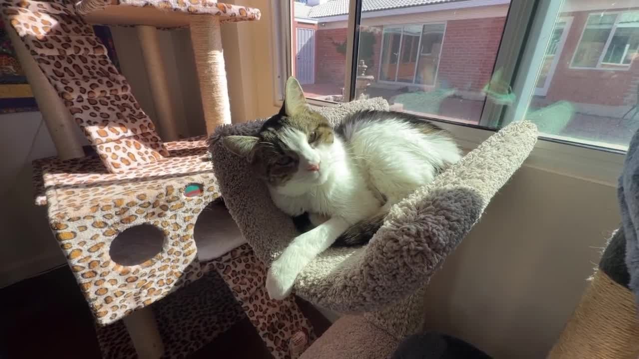 Surrendered, older cats find a home with this Tucson-area nonprofit