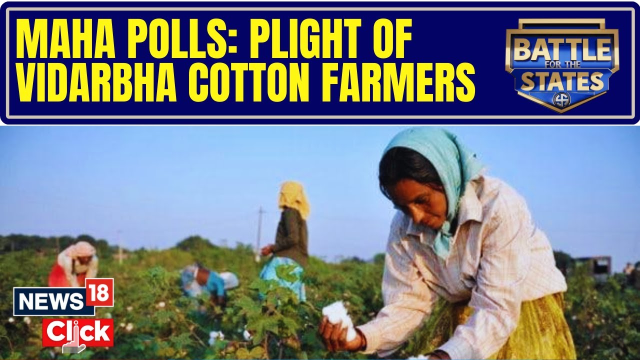 In Vidarbha’s Cotton Fields, Farmers Complain Of Low Prices, But Consider BJP’s Promises | N18V