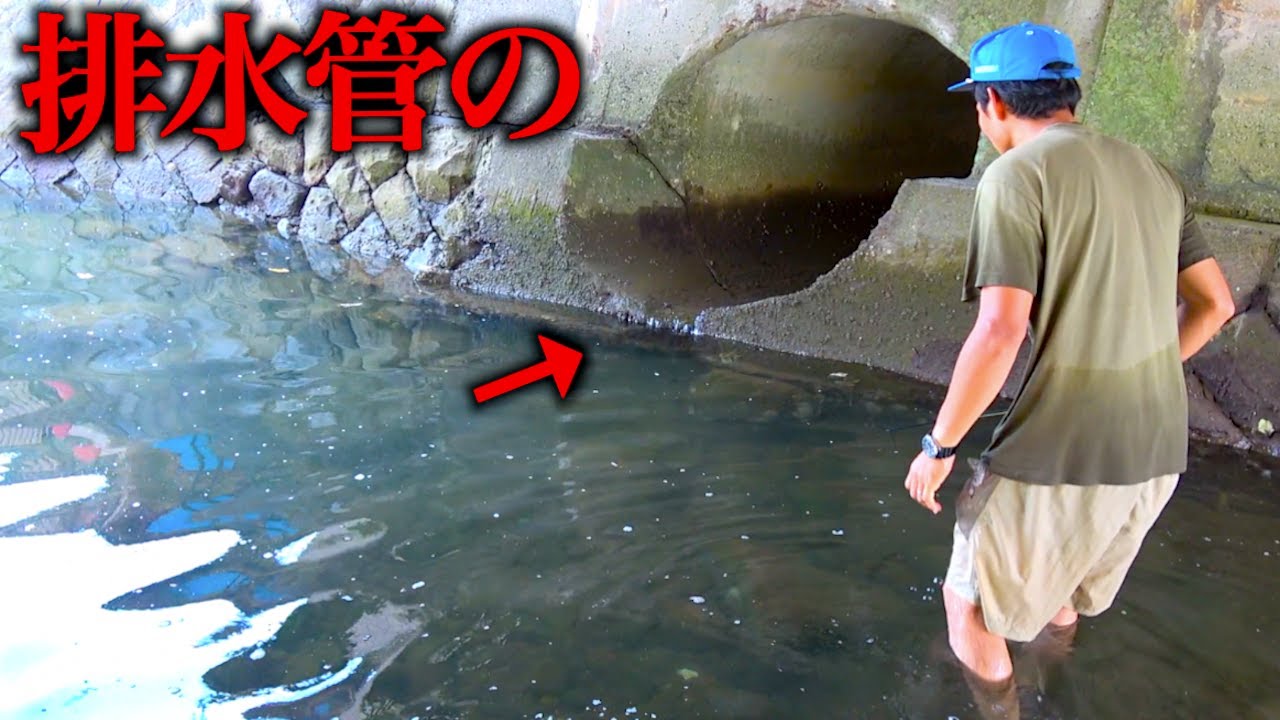 生活排水の流れる川の穴に餌を入れたら・・・！？