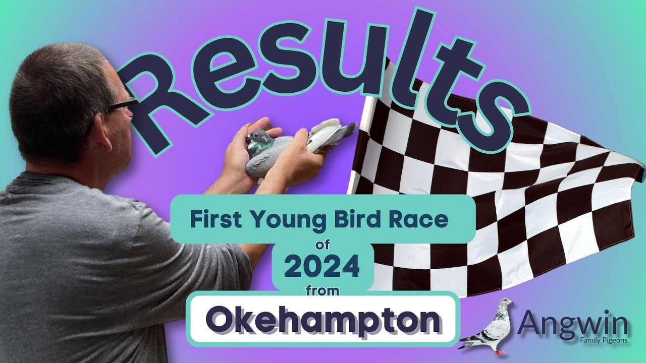 Racing Pigeon Results from Angwin Family Pigeons for First Young Bird Pigeon Race from Okehampton