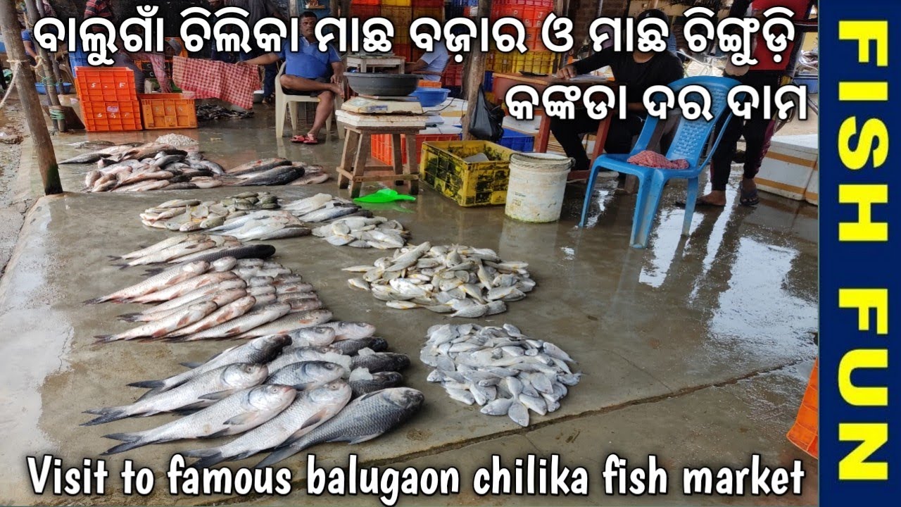 Visit to famous balugaon chilika fish market and price of all prawn crab fish