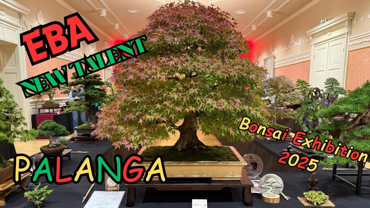 EBA Palanga NTC 2025 — Bonsai New Talent Competition Results REVEALED