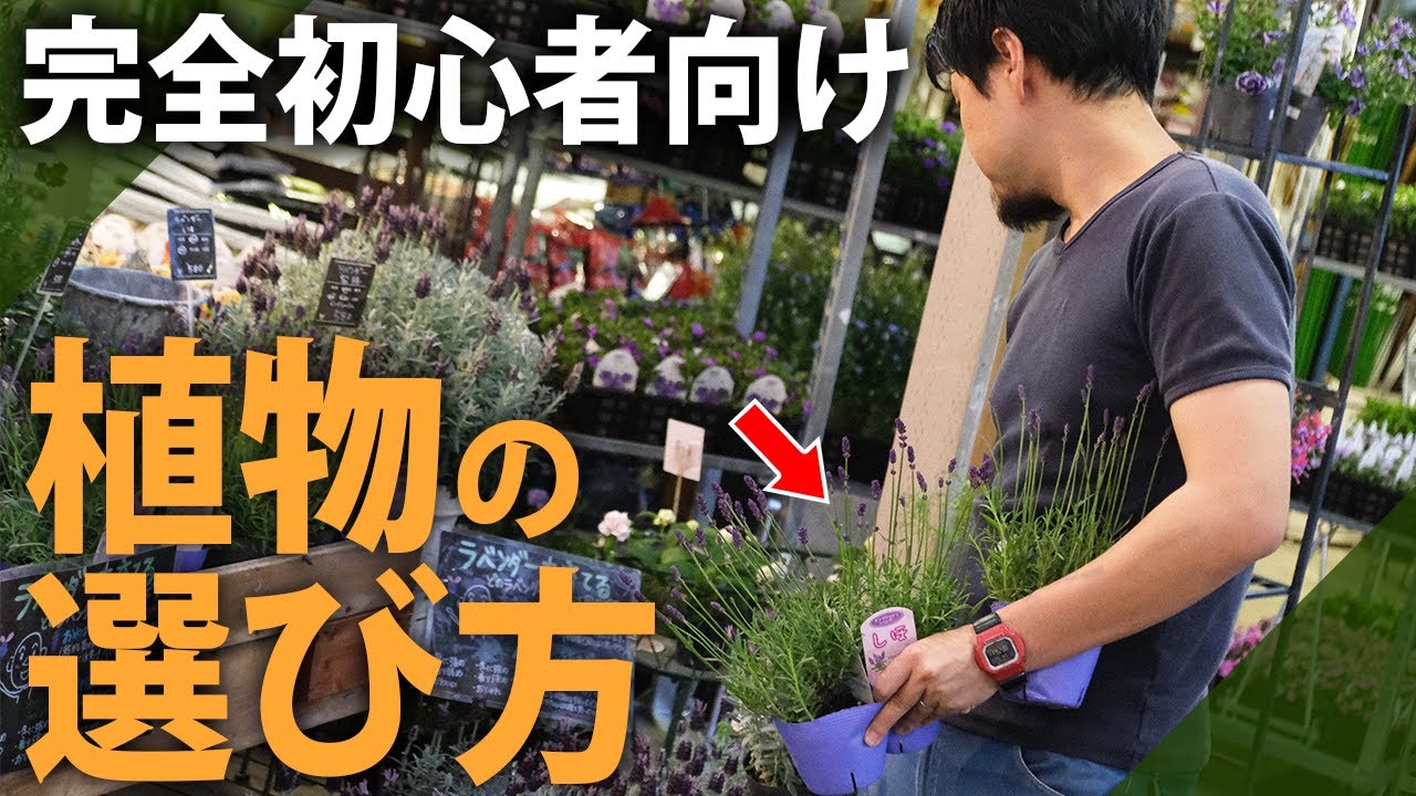 【庭好き必見】これでもう悩まない！庭師が教える植物の選び方を完全解説【ガーデニング】