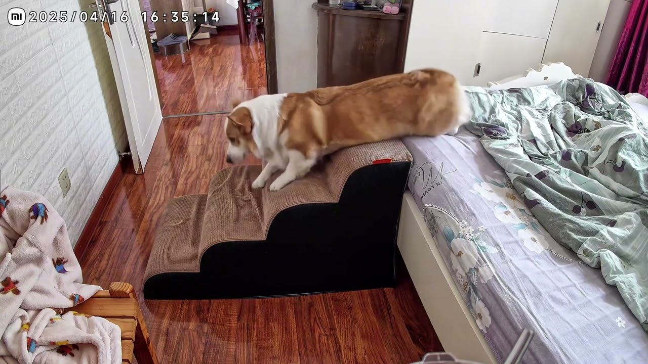 Lazy corgi pulls itself out of bed to sleep again