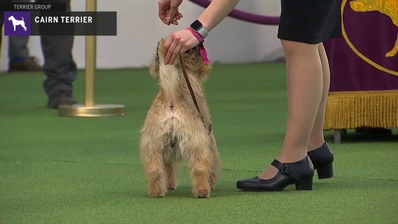 Cairn Terriers | Breed Judging 2020