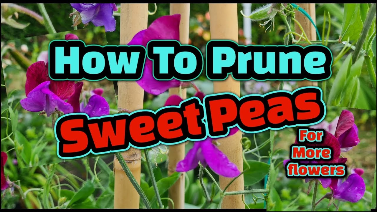 How to prune sweet peas