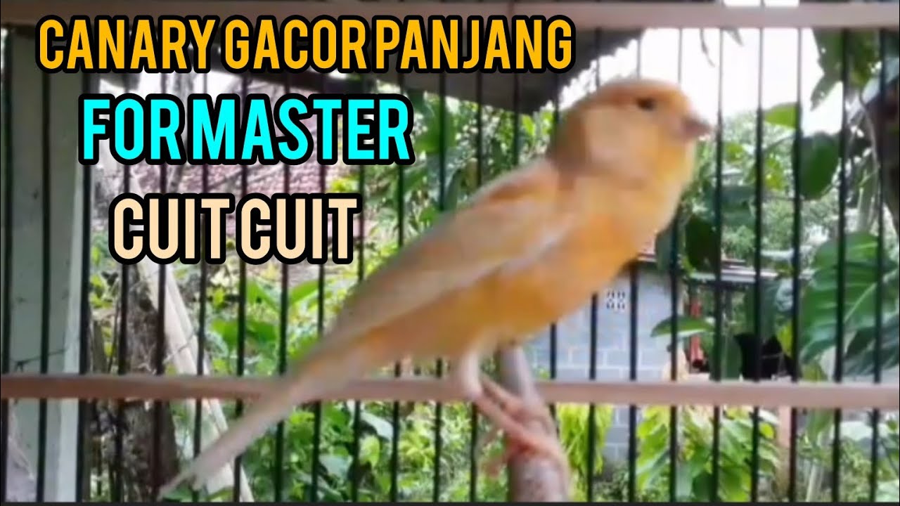 CUIT CUIT NGEROL GACOR PANJANG UNTUK MASTERAN