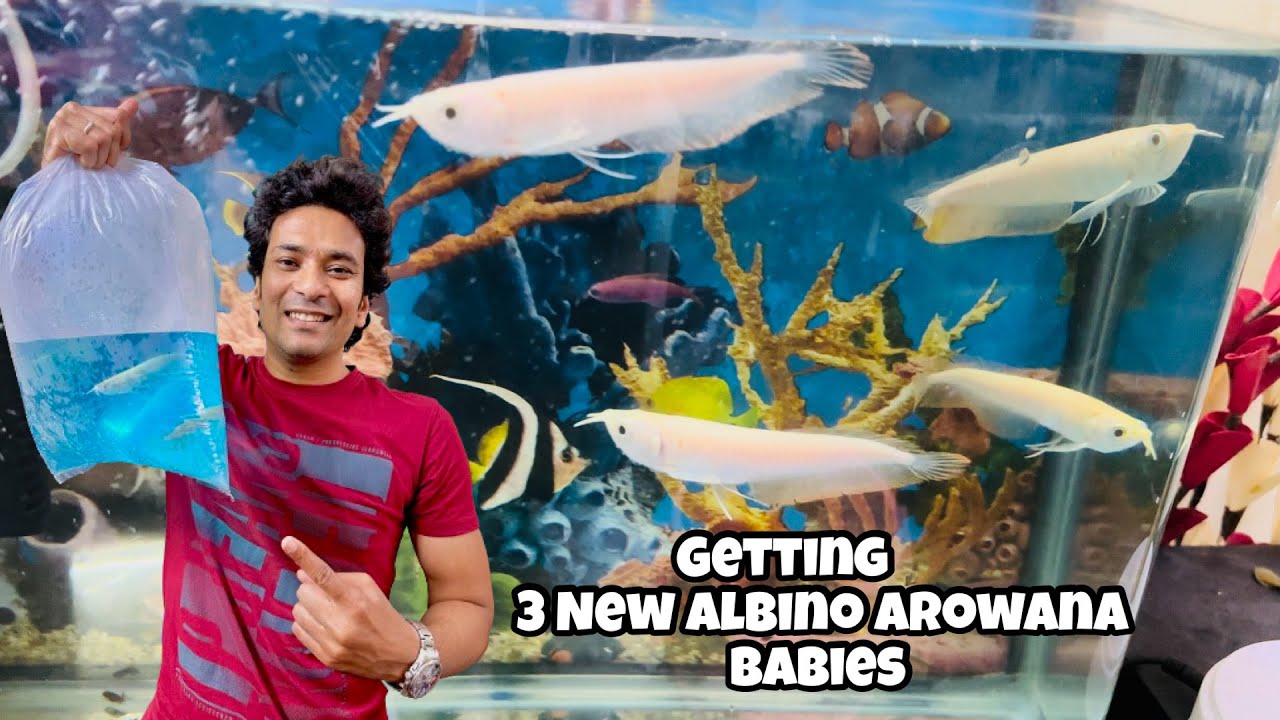 Albino Silver Arowana | Getting 3 Albino Arowana Babies | Albino Arowana Baby | 4” Albino Arowana