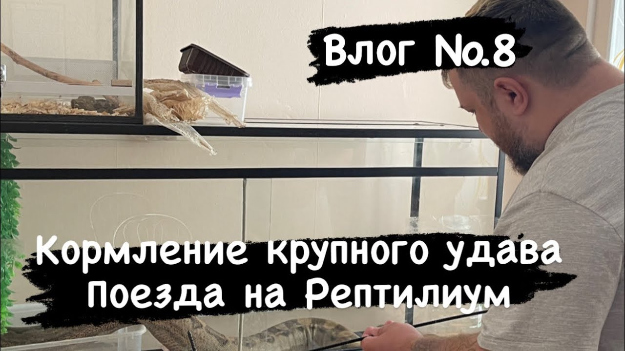 Влог №8. Дионис Король: Кормление удавов, поездка на Рептилиум