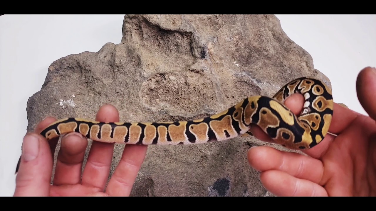 Is It A Normal Ball Python ?  What Is A Normal Ball Python ?