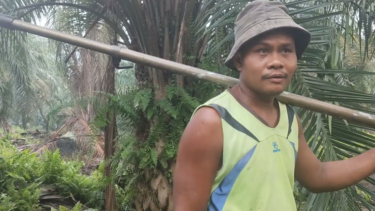 Pruning pokok tinggi dan pahat  daun sawit nya terlihat seperti hantu lebat pelepah nya 