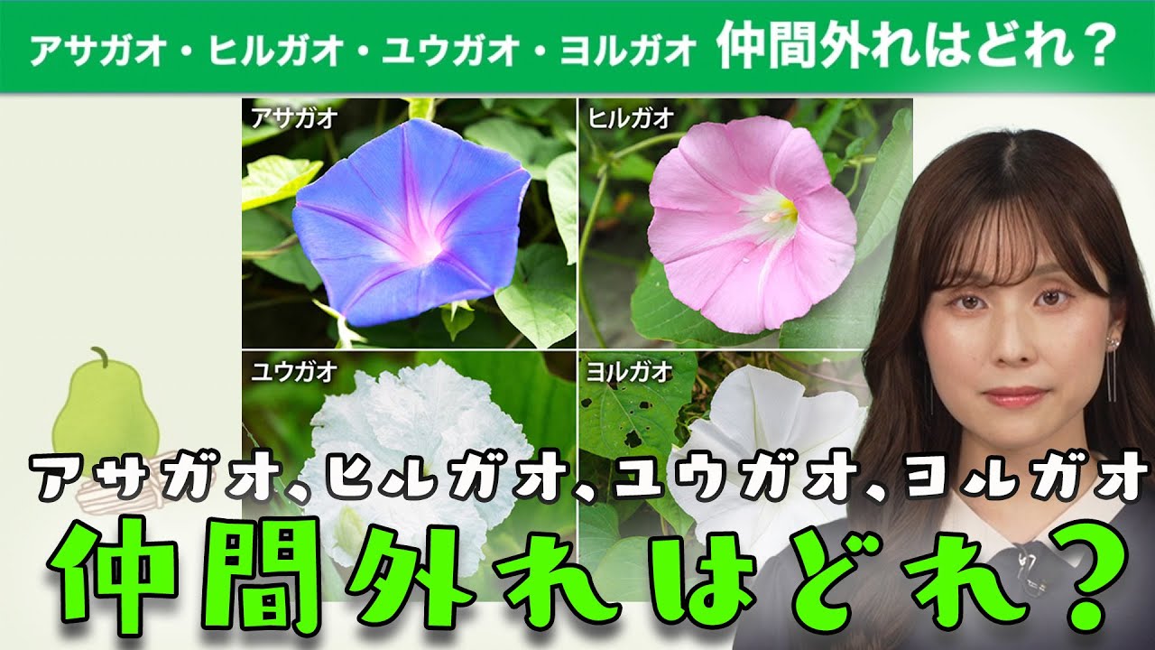 アサガオ、ヒルガオ、ユウガオ、ヨルガオ仲間外れはどれ？