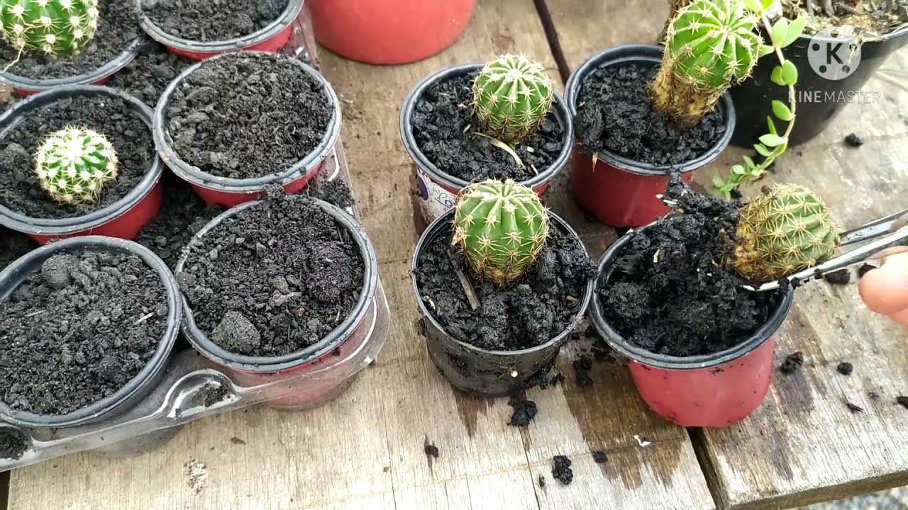 Fazendo mudas do Cacto Echinopsis Oxygona