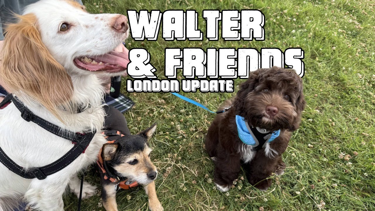 London update: Walter's new friends, Pet Grooming, Best Dog Food, Dog Day Care