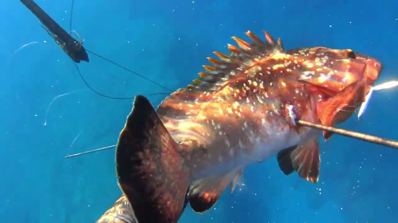 Spearfishing in Cyprus summer 2023| My first dusky grouper| Spearfishing CY☑️