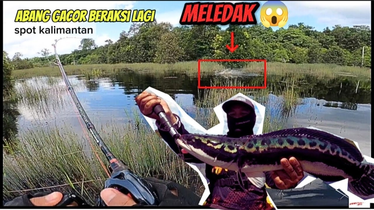AWAS MELEDAK SAMBARANNYA‼️Mudahnya musim beranakan Toman Kerandang Babon || SPOT KALIMANTAN