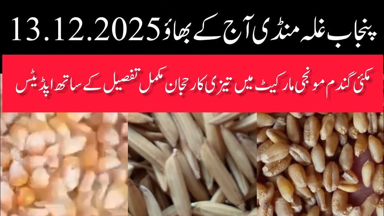 DHAN PRICE TODAY PUNJAB MANDI MAIZE RATE TODAY OKARA MANDI PUNJAB WHEAT PRICE TODAY PUNJAB MANDI